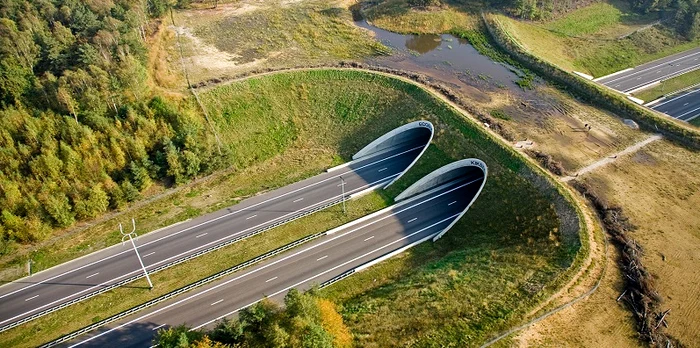Mai multe tuneluri pentru urși au fost construite pe Autostrada Lugoj-Deva