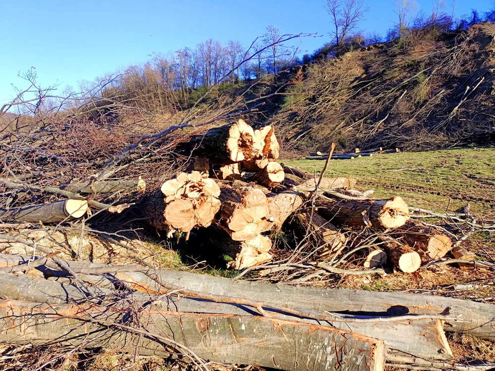 Lemn exploatat din tăiere la ras lângă Piramidele din Râmnicu Vâlcea Foto Daciana Stoica