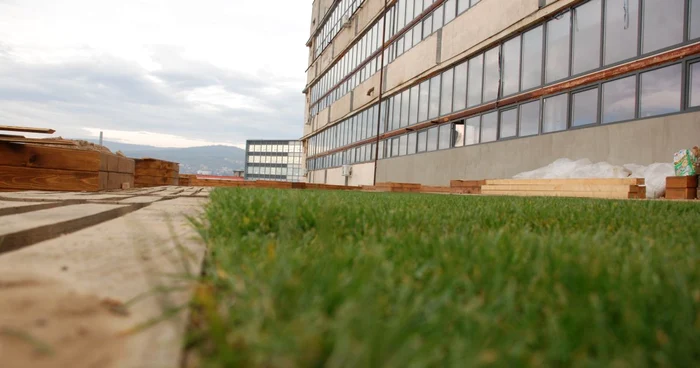 Iarbă verde şi o viitoare grădină cu legume pe acoperişul Fabricii de Pensule din Cluj FOTO: Asociaţia Efectul Fluture