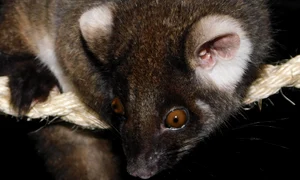 ringtail possum 3397247 1280 jpg