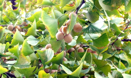 1 54221 original jpg jpeg