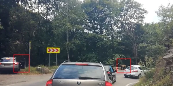 Turiştii se expun pericolului pentru a obţine o fotografie cu urşii de la Vidraru - Argeş Foto DMS