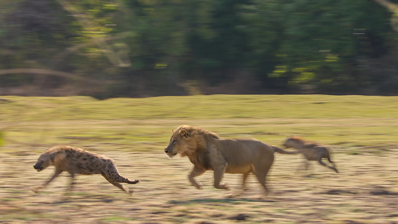 Fuga după supraviețuire din inima Africii. FOTO: BBC