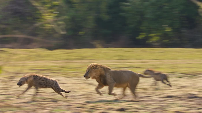 Fuga după supraviețuire din inima Africii. FOTO: BBC