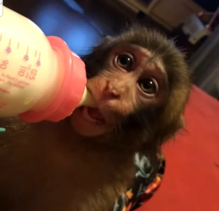 Margherita de la Clejani e bonă pentru maimuțică