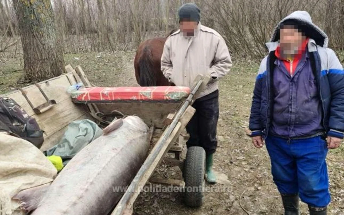 
    Sturionul a fost găsit în căruța a doi tulceniFoto: adevarul.ro  