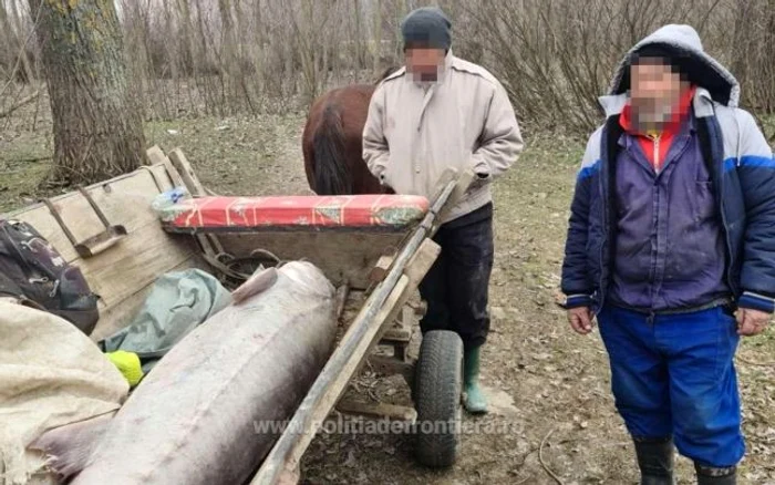 Sturionul a fost găsit în căruța a doi tulceniFoto: adevarul.ro