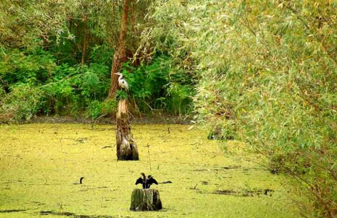 parcul natural balta mica a brailei 1