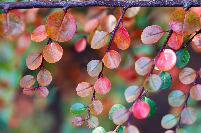 Ramură de Cotoneaster / foto: Pixabay