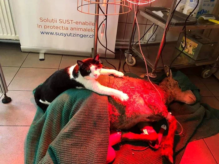 Indianul le ajută pe animăluţele bolnave să treacă peste traume