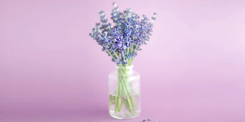 lavanda jpg jpeg