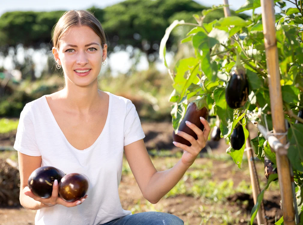 Vinetele sunt pline de antioxidanțifoto: Shutterstock