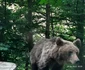 Urs de pe Trasfăgărășan Foto Daciana Stoica Redmi Note 14+ 5G