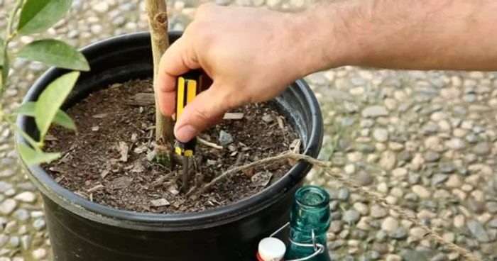 
    Sfoara va absorbi apa din sticlă, pe toată lungimea ei, şi va ajunge chiar la rădăcinile plantei Foto: Captură Youtube  