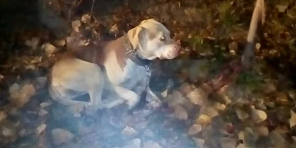 caine abandonat foto facebook