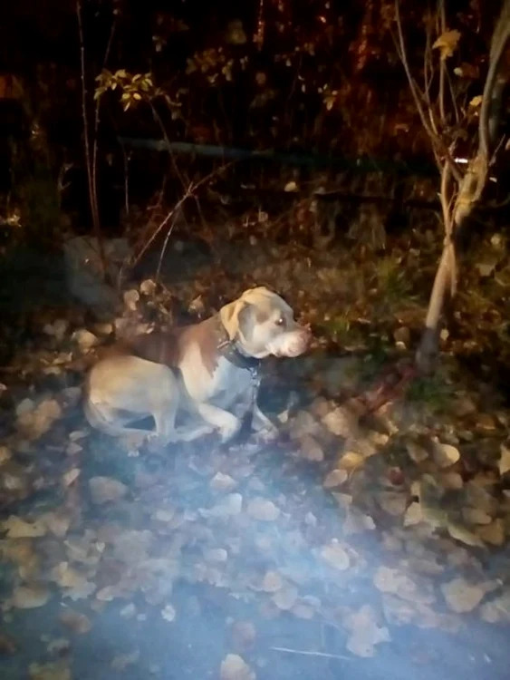 Sasha, o metisă Amstaff de aproape 4 ani, a fost abandonată şi era în pericol de a-şi pierde viaţa Foto: Facebook