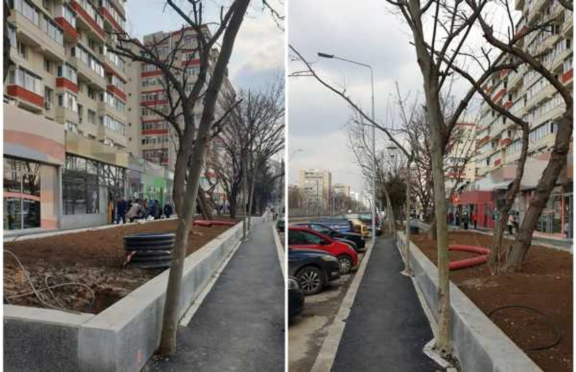 Arbori sugrumati de borduri in sectorul 4