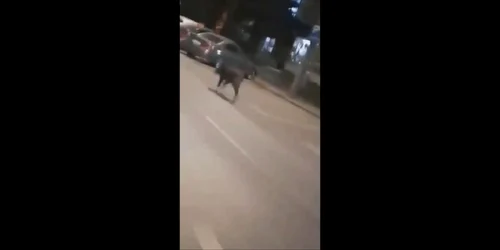 mistret cluj