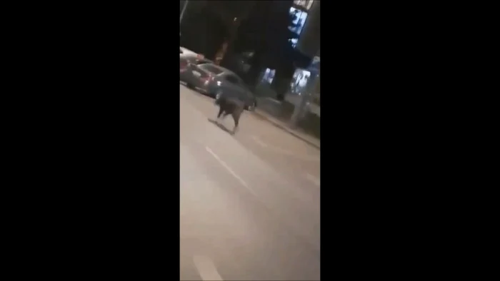 Mistretul a gonit preţ de câteva secunde pe o stradă, iar apoi a luat-o la fugă printre blocuri