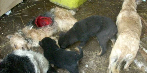 Câinii morţi erau mâncaţi de alte patrupede