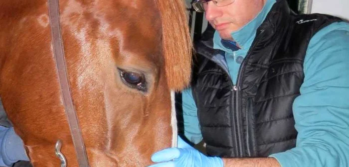 veterinar bistrita 4