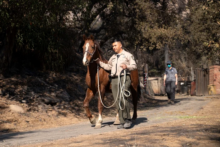 Cal salvat de la incendiile din Los Angeles foto Pasadena Humane jpg