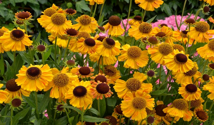 Helenium FOTO Arhivă