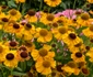 Helenium sau Floarea Elenei jpeg