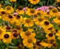 Helenium sau Floarea Elenei jpeg