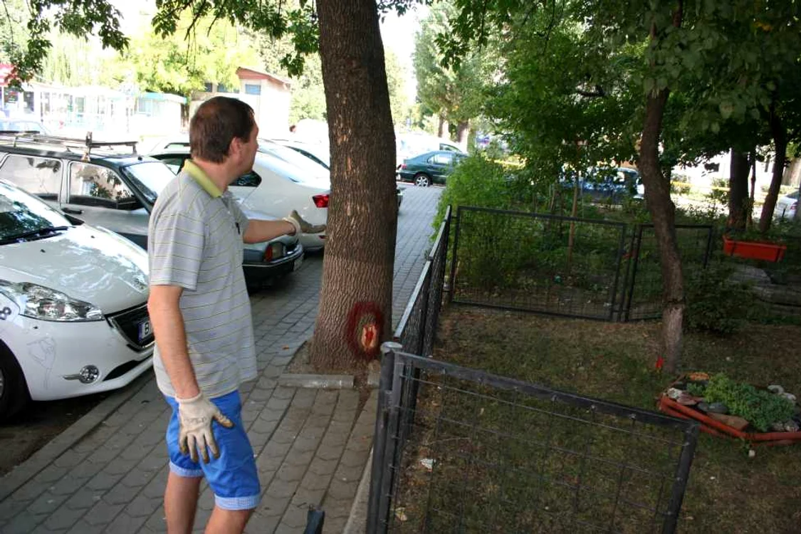 Copacii au fost marcaţi pentru tăiere