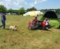 Expoziţie chinologică la Timişoara 2016 FOTO Ştefan Both