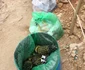 Insula Comino, foto Facebook, BirdLife Malta 