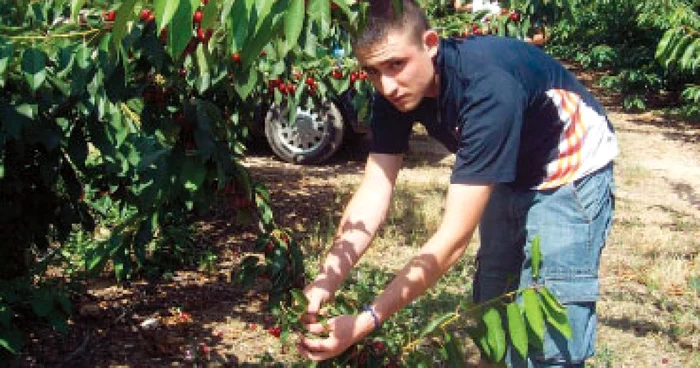 La cireşe: salariul românilor, la jumătate faţă de anul 2008