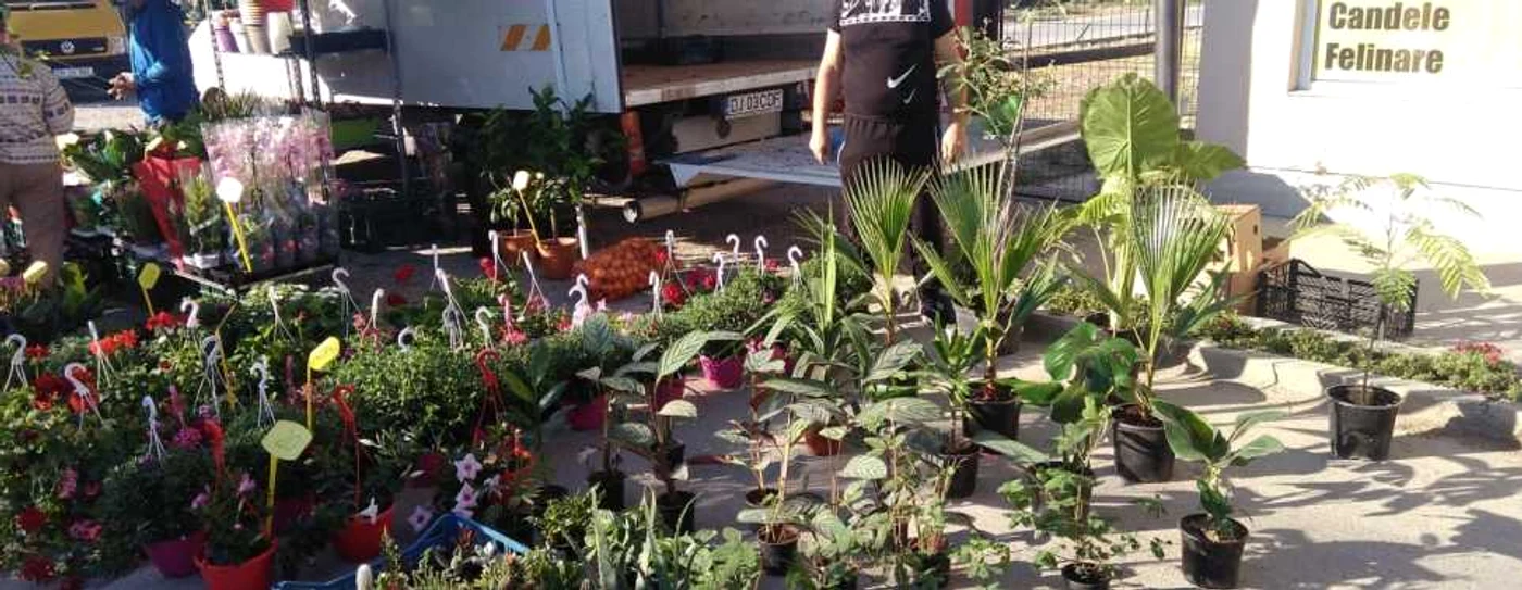 Un fermier din comuna olteană Cilieni experimentează de 5 ani, timp în care a reuşit să aclimatizeze mai multe plante exotice. A obţinut arbuşti din seminţele fructelor cumpărate din hipermarket, iar astăzi se bucură şi de fructele lor.