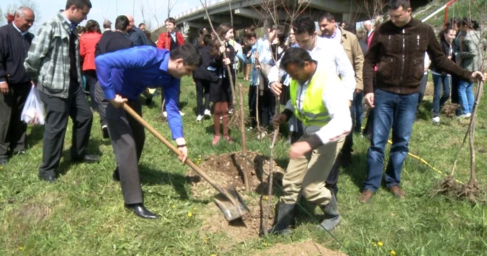 Aproximativ 700 de copaci vor fi plantaţi în diferite zone ale oraşului
