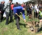 plantare copaci