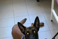 Arlo a fost tratat la Facultatea de Medicină Veterinară jpeg