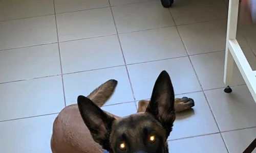 Arlo a fost tratat la Facultatea de Medicină Veterinară jpeg