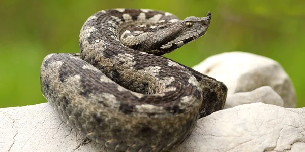vipera corn jpg