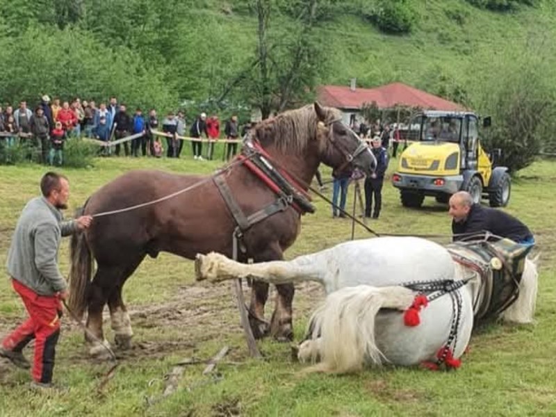 „L-au mai forțat 10 minute să tragă bușteanul”. Ce spune un martor despre moartea calului campion de la Cormaia