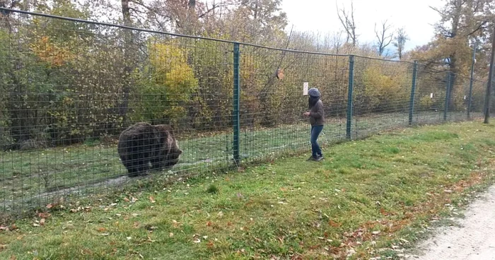 Americani la Rezervaţia de Urşi în luna de miere. FOTOAsociaţia Milioane de Prieteni