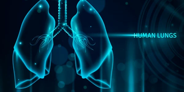 Organ uman transparent plamani FOTO Shutterstock