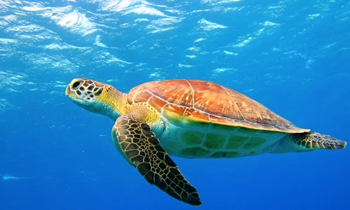 Antalya Caretta 3000x2000px jpeg