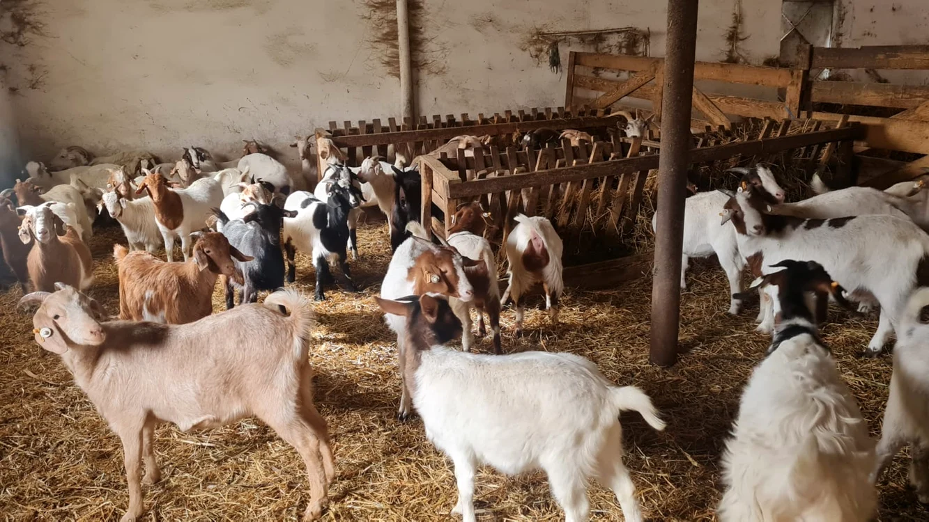 Noua rasă de capre creată de cercetătorii din Constanța FOTO Antonia Ispas