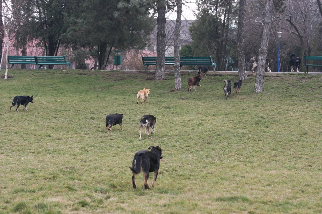 
    Capitala nu a fost nici acum salvată de maidanezi  