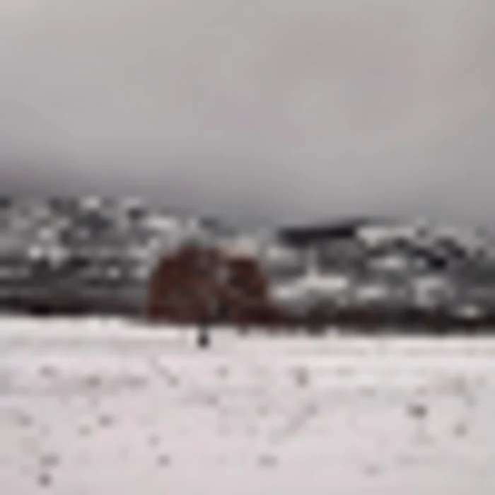 Zăpadă pe Munţii Măcinului la Greci - Dobrogea Sursa Ştefan Cioran