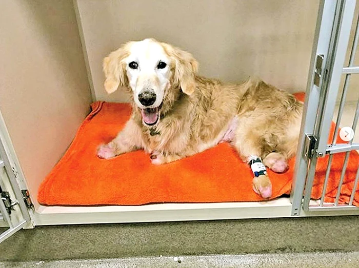 A fost salvată  în 2016, mai mult moartă decât vie