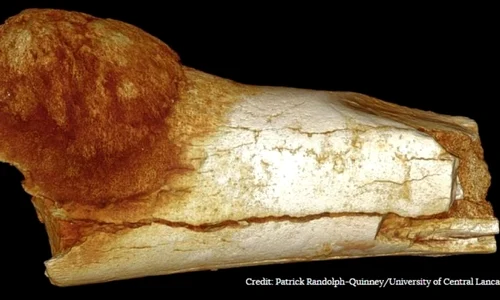 Cea mai veche urmă de cancer, găsită la o fosilă de acum 1 7 milioane de ani jpeg