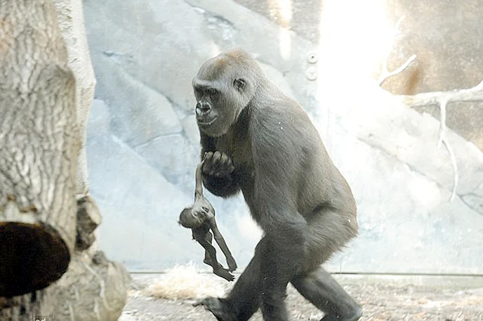 Shira nu-şi scapă din ochi odrasla sperând s-o vadă că mişcă