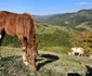 Satele comunei Blăjeni, din Apuseni Foto Daniel Guță ADEVĂRUL (61) jpg